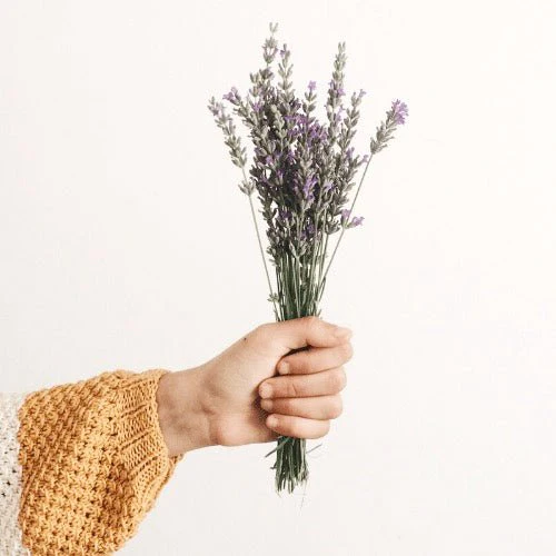 Baume BIO réparateur à la lavande – Nature & Progrès – pot 30 gr – dès 3 ans – Image 3